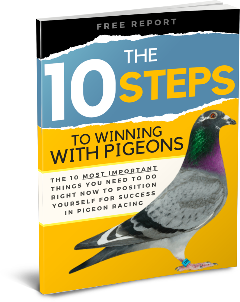 10 Steps to Winning in Pigeon Racing