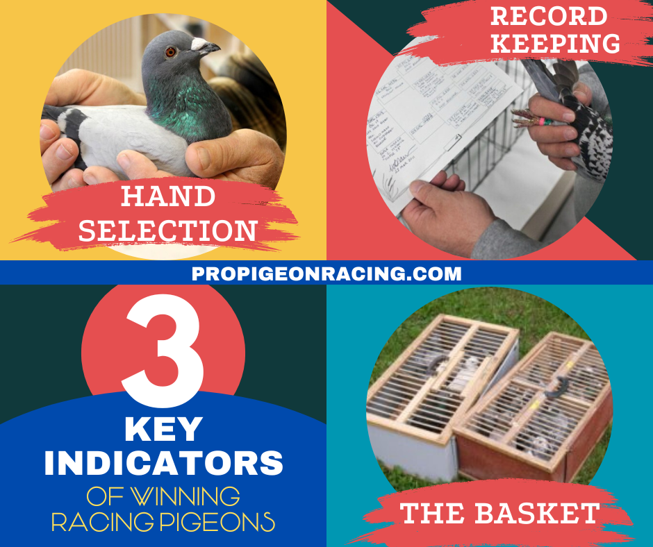 Key indicators of winning racing pigeons