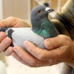 Picking Winning Racing Pigeons