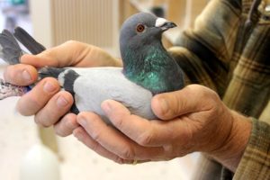 Picking Winning Racing Pigeons