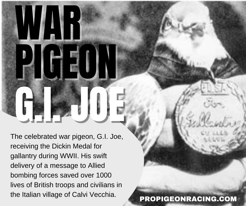 Homing Pigeon GI Joe