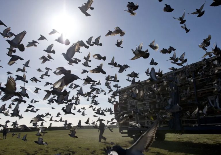 Racing Pigeons Released