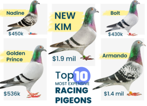 Top 10 Most Expensive Racing Pigeons