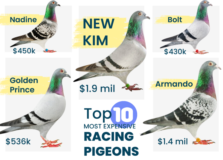 Top 10 Most Expensive Racing Pigeons